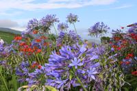 Landschaft um die Teeplantage