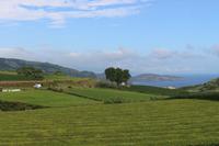 Landschaft um die Teeplantage