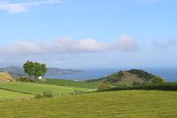 Landschaft um die Teeplantage