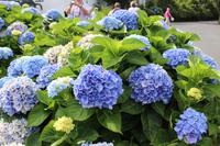 Hortensien vor der Teeplantage