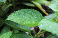 Park bei der Likörfabrik