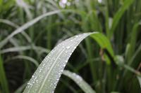 Park bei der Likörfabrik