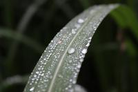 Park bei der Likörfabrik