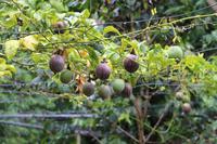 Maracujas im Park bei der Likörfabrik