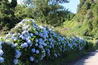 Hortensienhecke am Lagoa Azul