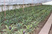 Ananas-Plantage bei Ponta Delgada