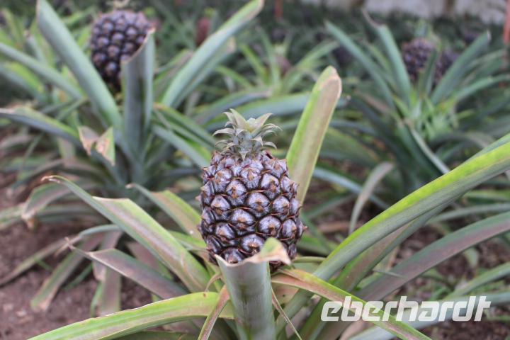 Ananas-Plantage bei Ponta Delgada