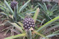 Ananas-Plantage bei Ponta Delgada