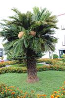 Stadtrundgang in Ponta Delgada