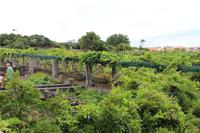 Weinprobe in Biscoitos