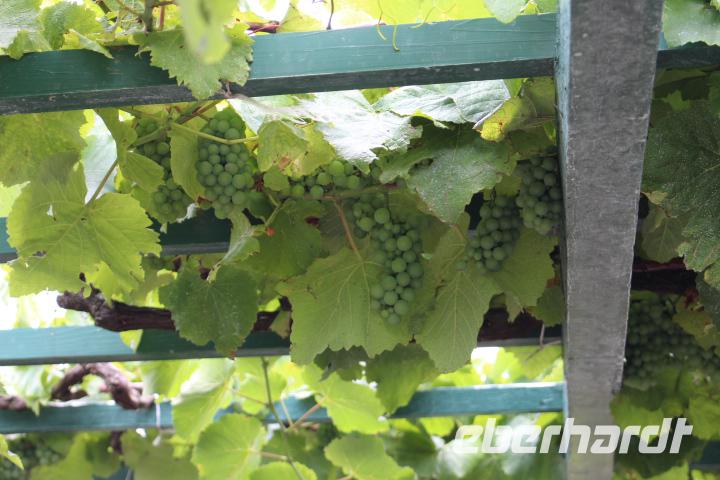 Weinprobe in Biscoitos