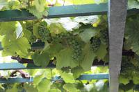 Weinprobe in Biscoitos