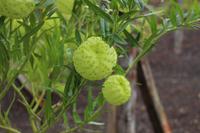 Weinprobe in Biscoitos