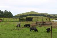 Stiere für bevorstehenden Stierkampf
