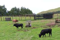 Stiere für bevorstehenden Stierkampf