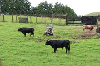 Stiere für bevorstehenden Stierkampf