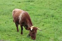 Stiere für bevorstehenden Stierkampf