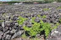 Spaziergang im Weinanbaugebiet