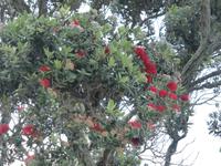 014-Sao_Miguel-Ribeira_Grande