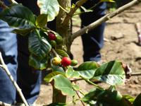 018-Sao_Miguel-Mulher_de_Capote