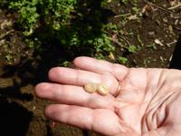 019-Sao_Miguel-Mulher_de_Capote