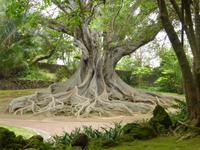 057-Sao_Miguel- Ponta_Delgada