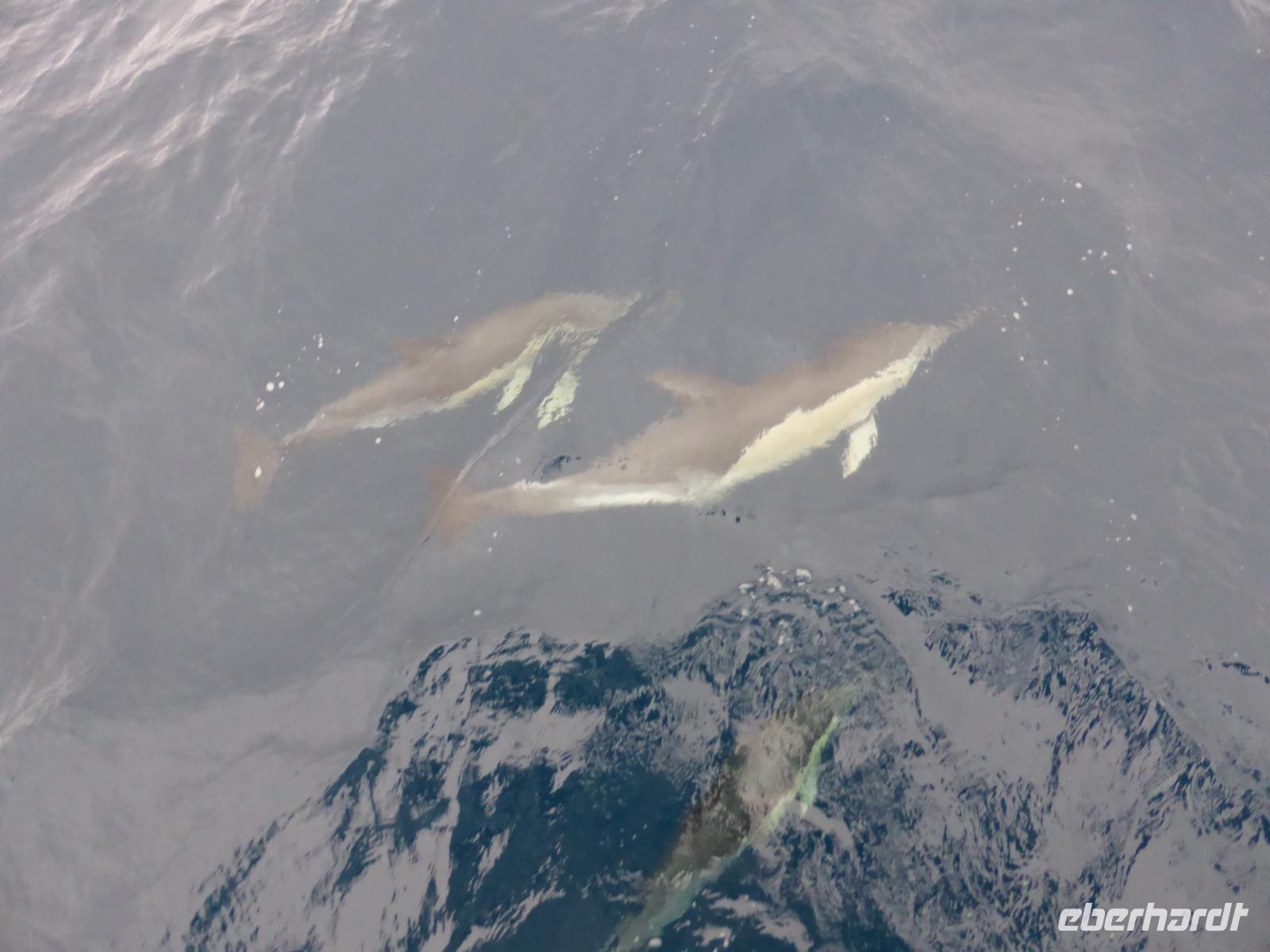 147-Walbeobachtung-Delfine