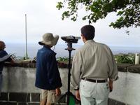 Sao Miguel, Walbeobachtung