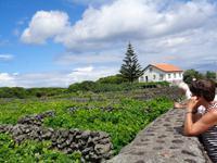 Terceira, Weinfelder