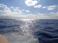 Sao Miguel, Whale-watching, Ponta Delgada