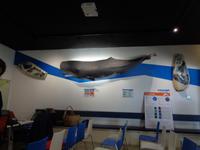 Sao Miguel, Whale-watching, Ponta Delgada