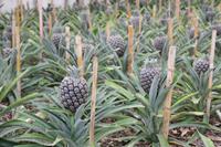 Ananasplantage