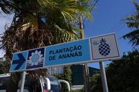 Ananasplantage