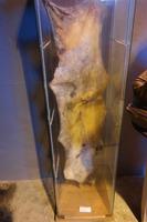 Walfangmuseum in Horta