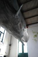 Walfangmuseum in Horta