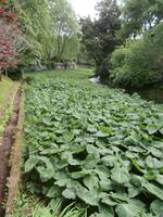 Sao Miguel - Park Terra Nostra
