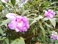 Sao Miguel - Park Terra Nostra