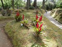 Sao Miguel - Park Terra Nostra