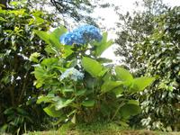 Sao Miguel - Park Terra Nostra