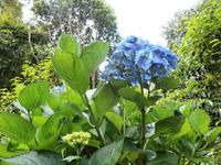 Sao Miguel - Park Terra Nostra