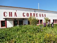 Sao Miguel Azoren-Teeplantage Gorreana