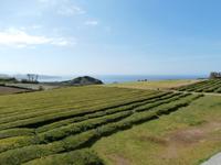 Sao Miguel Azoren-Teeplantage Gorreana