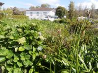 Sao Miguel Azoren-Teeplantage Gorreana