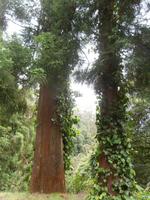 Geodiversidade da Caldeira Velha