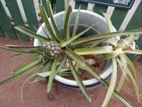 Ananas Plantage