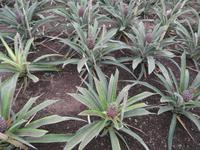 Ananas Plantage