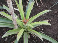 Ananas Plantage