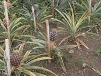 Ananas Plantage Arruda
