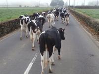 Sao Miguel Azoren-Viehaustrieb