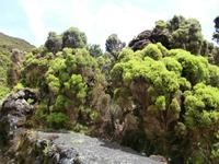 Terceira, Vulkanhöhle Algar do Carvao
